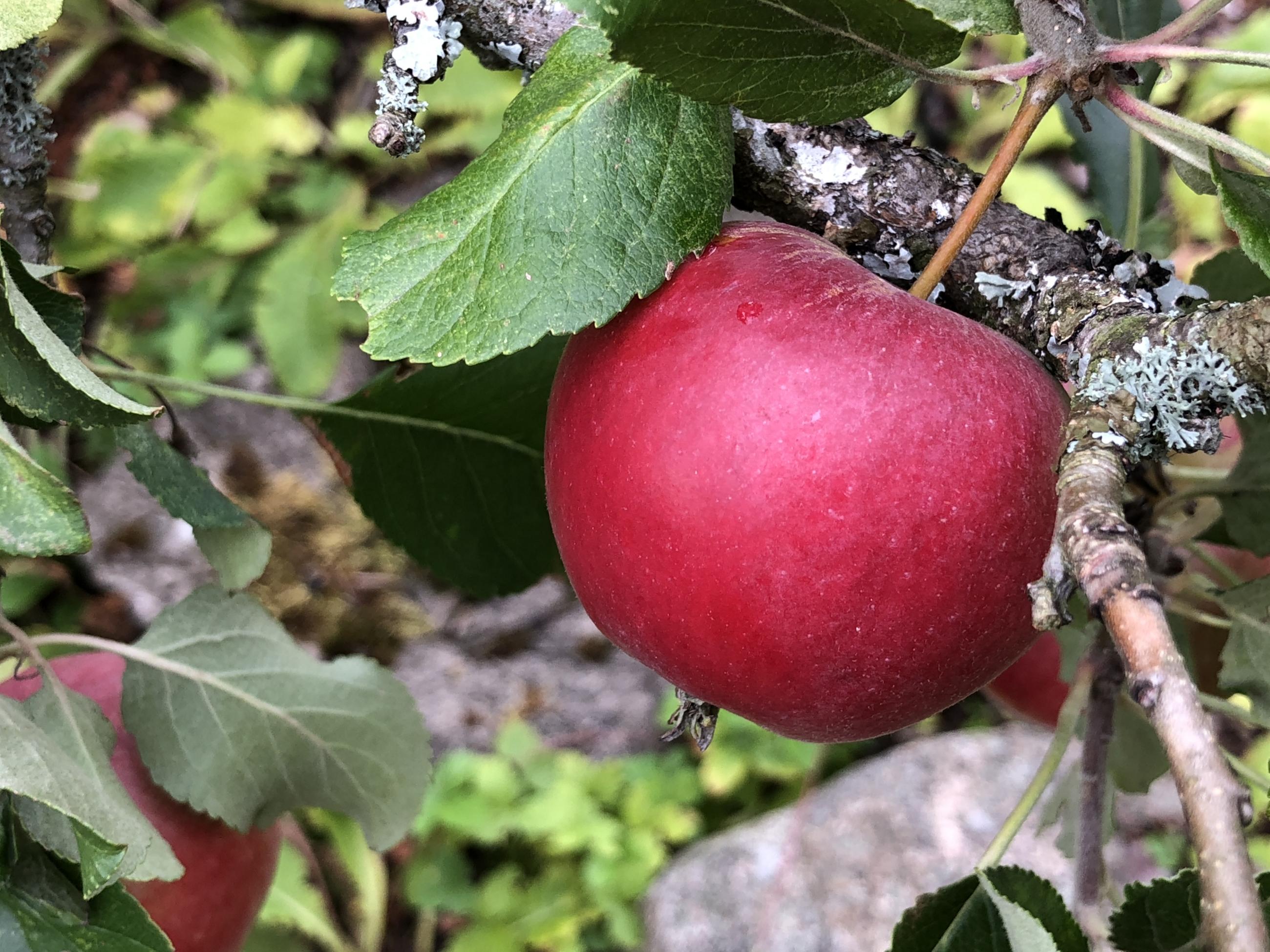 Äpple Katja