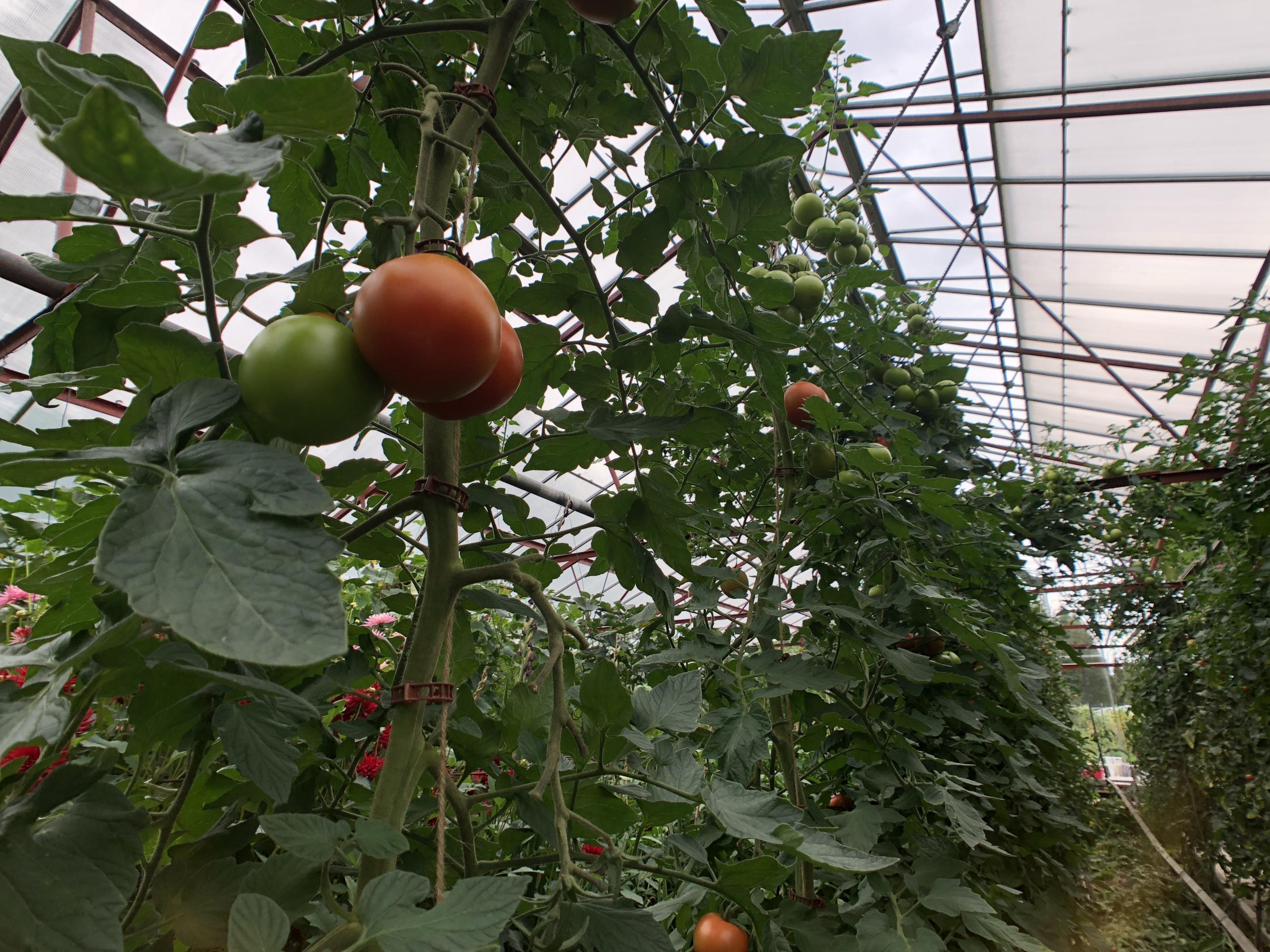 Tomatodling i växthus