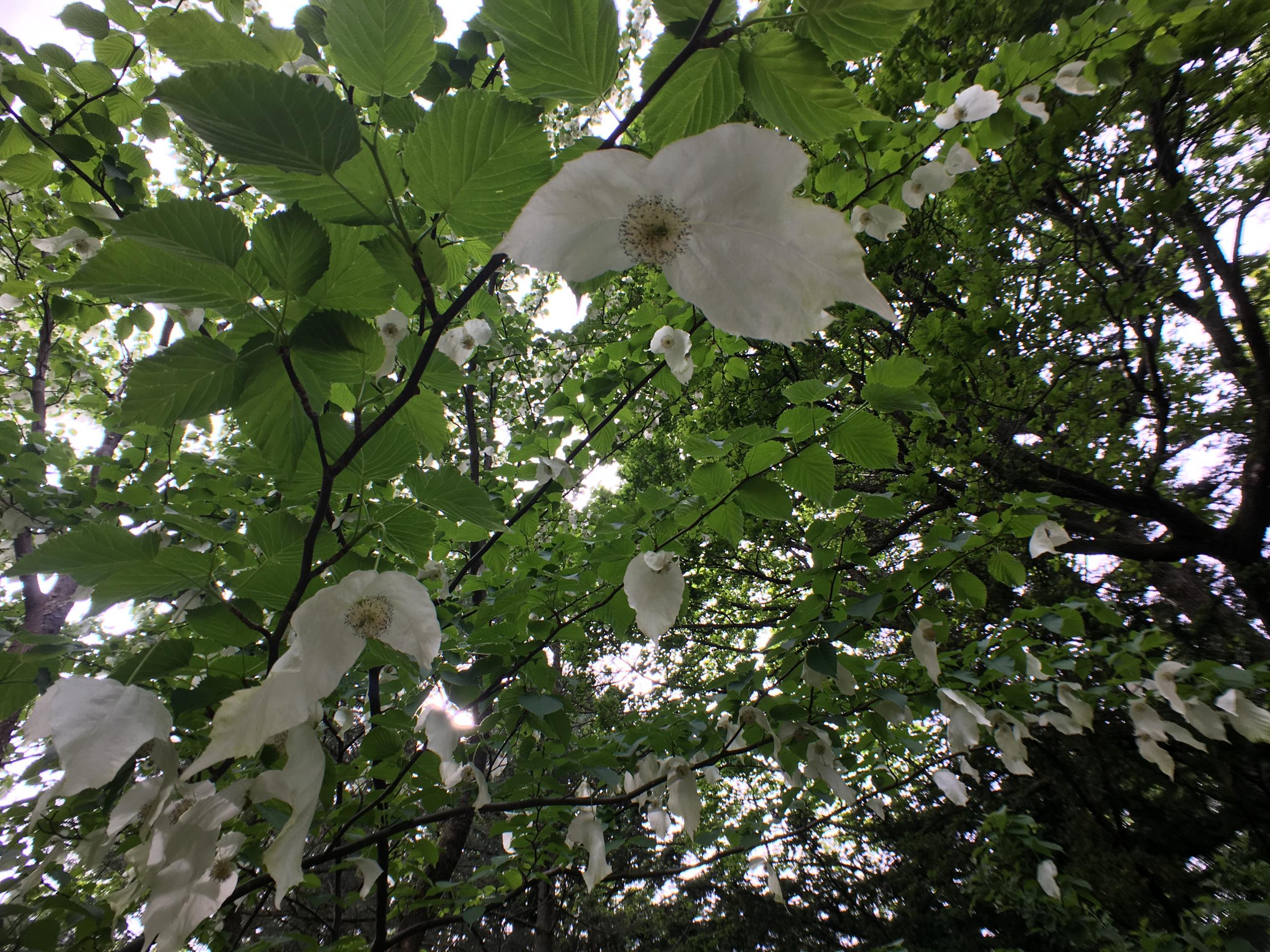 Blomma i näsduksträd