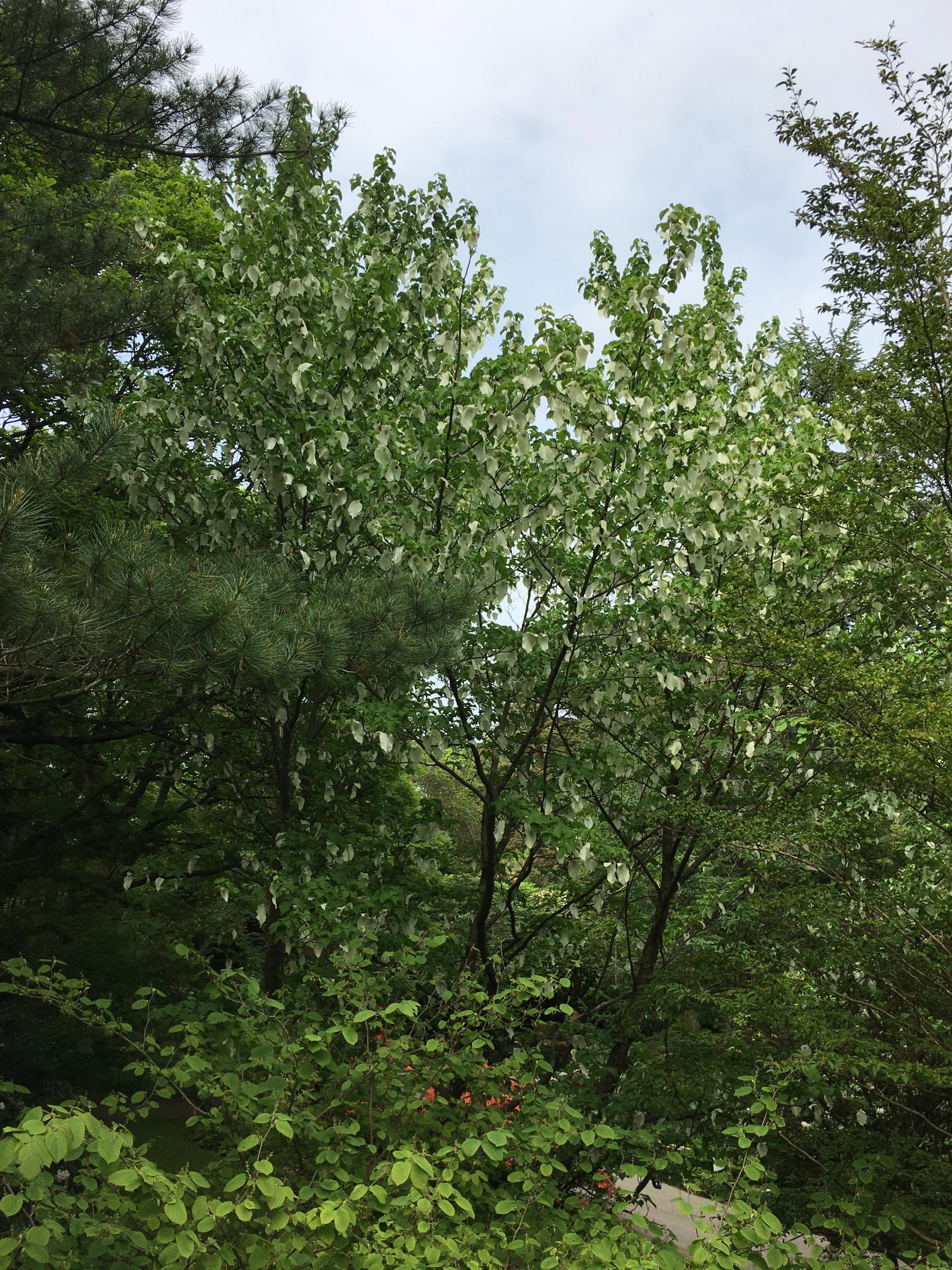 Näsduksträdet i Botaniska