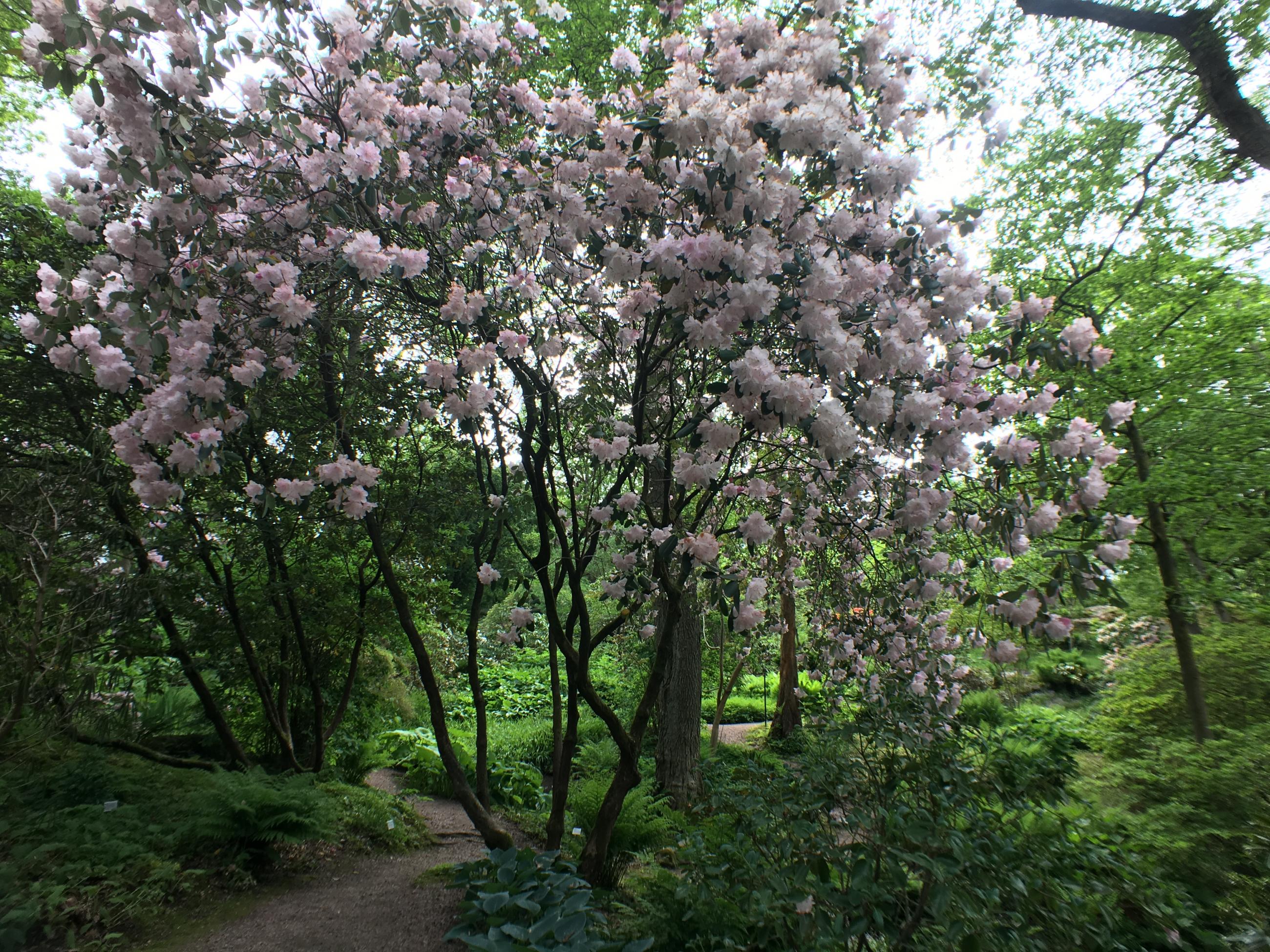 Träd i Rhododendrondalen