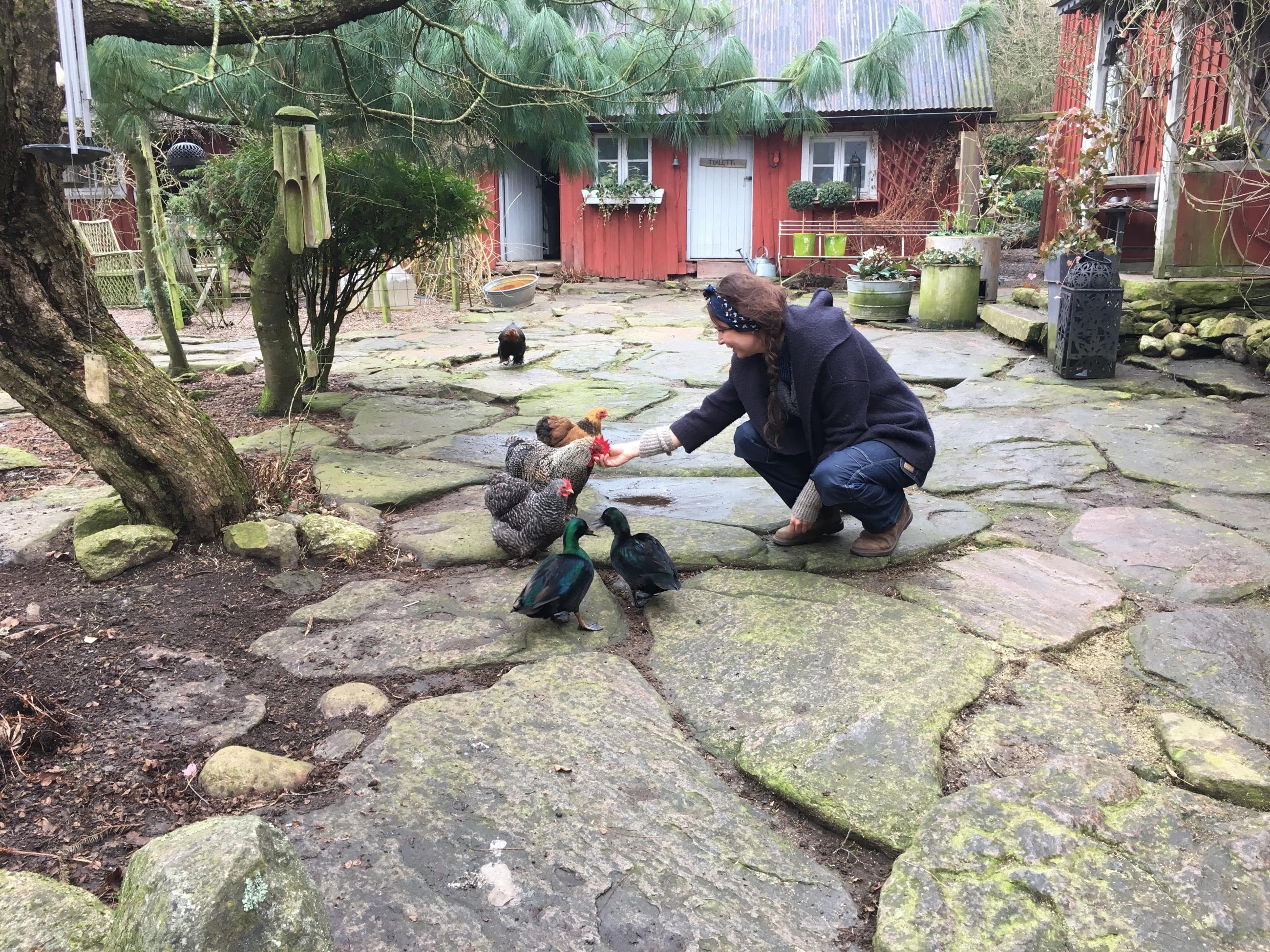 Marie matar några av djuren på Håkesgård