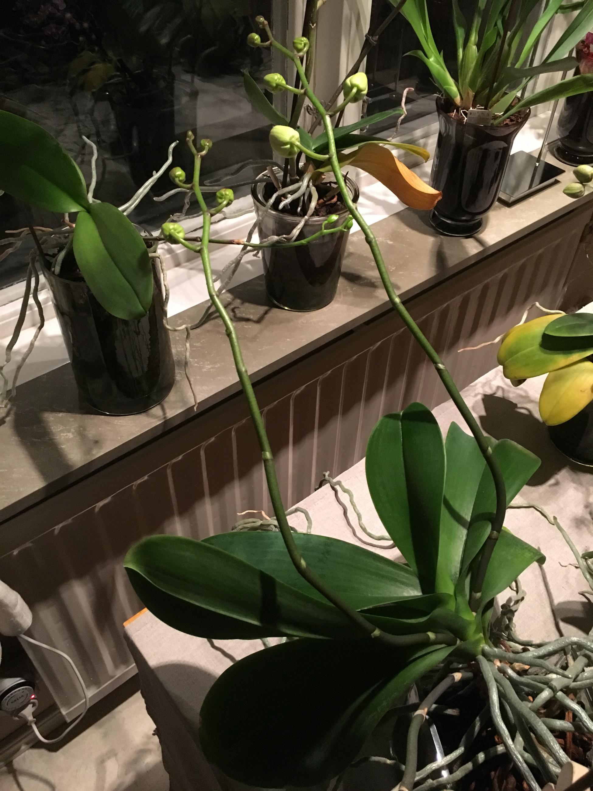 Blomstänglar på orkidé