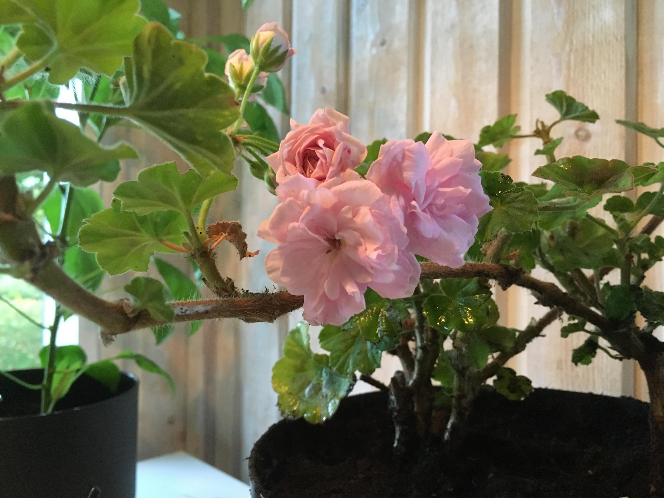 Rosa pelargon med blommor och knoppar
