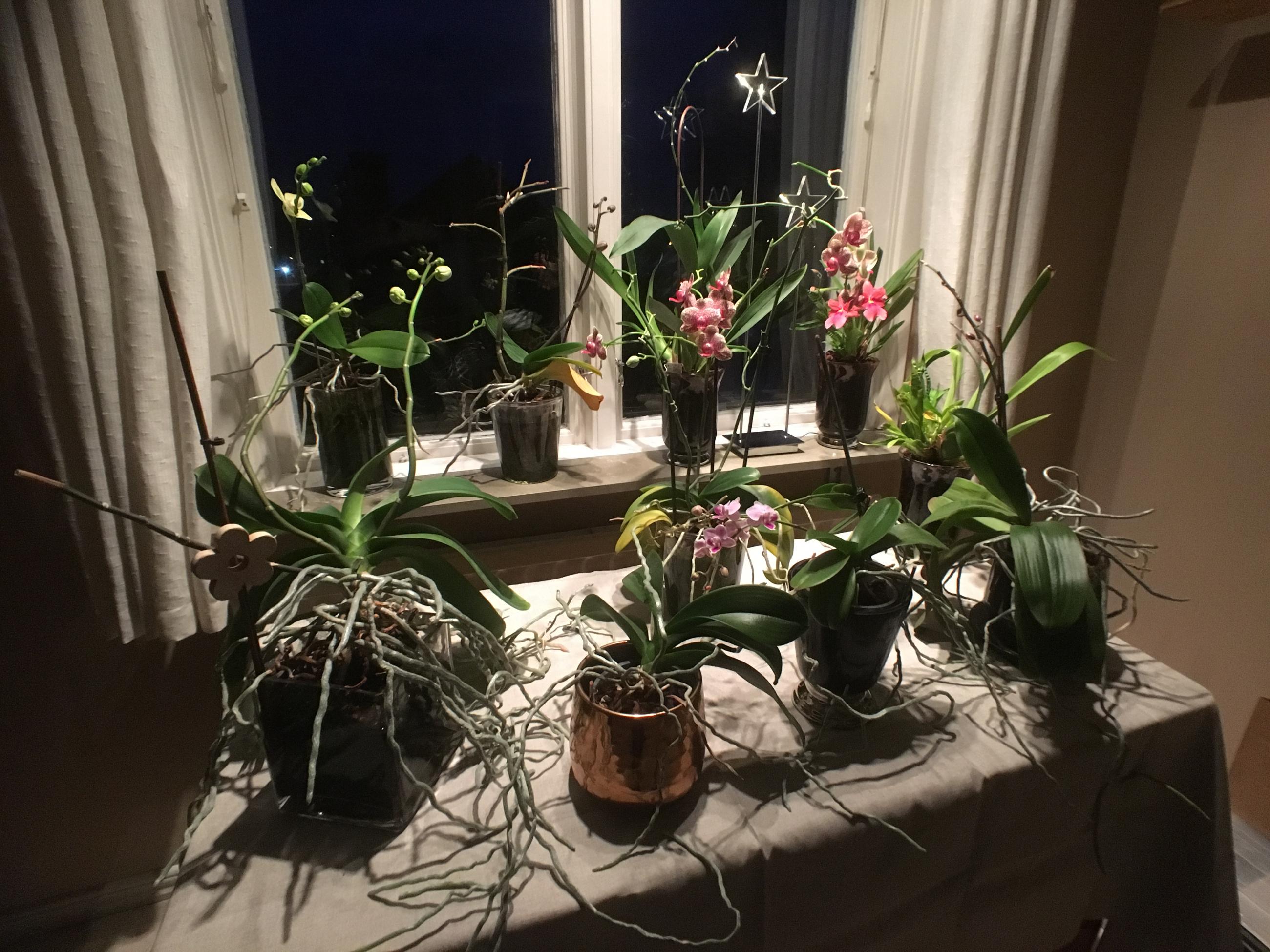 Orkidéer i orkidérummet