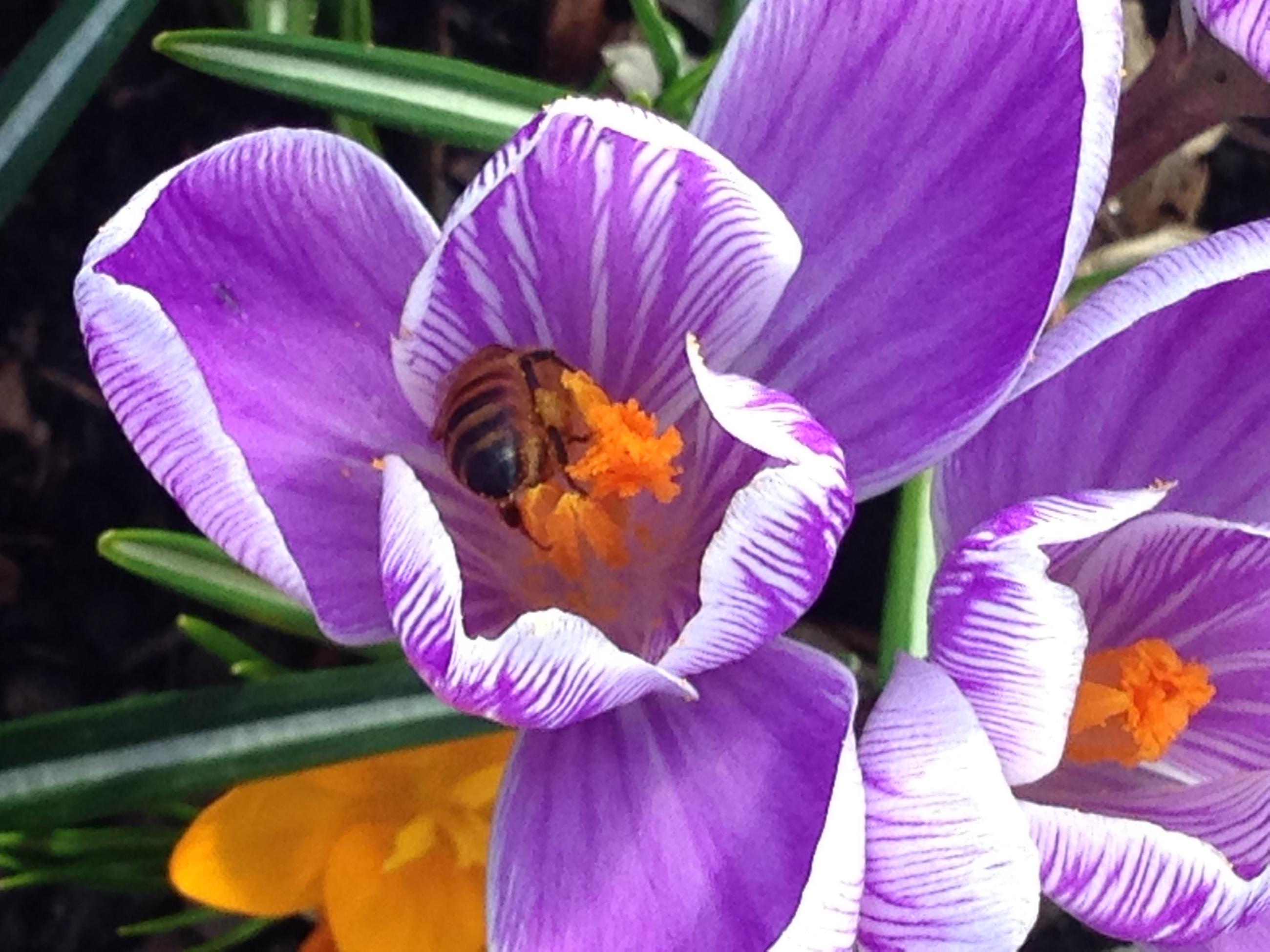 Bi som hämtar nektar i en krokus