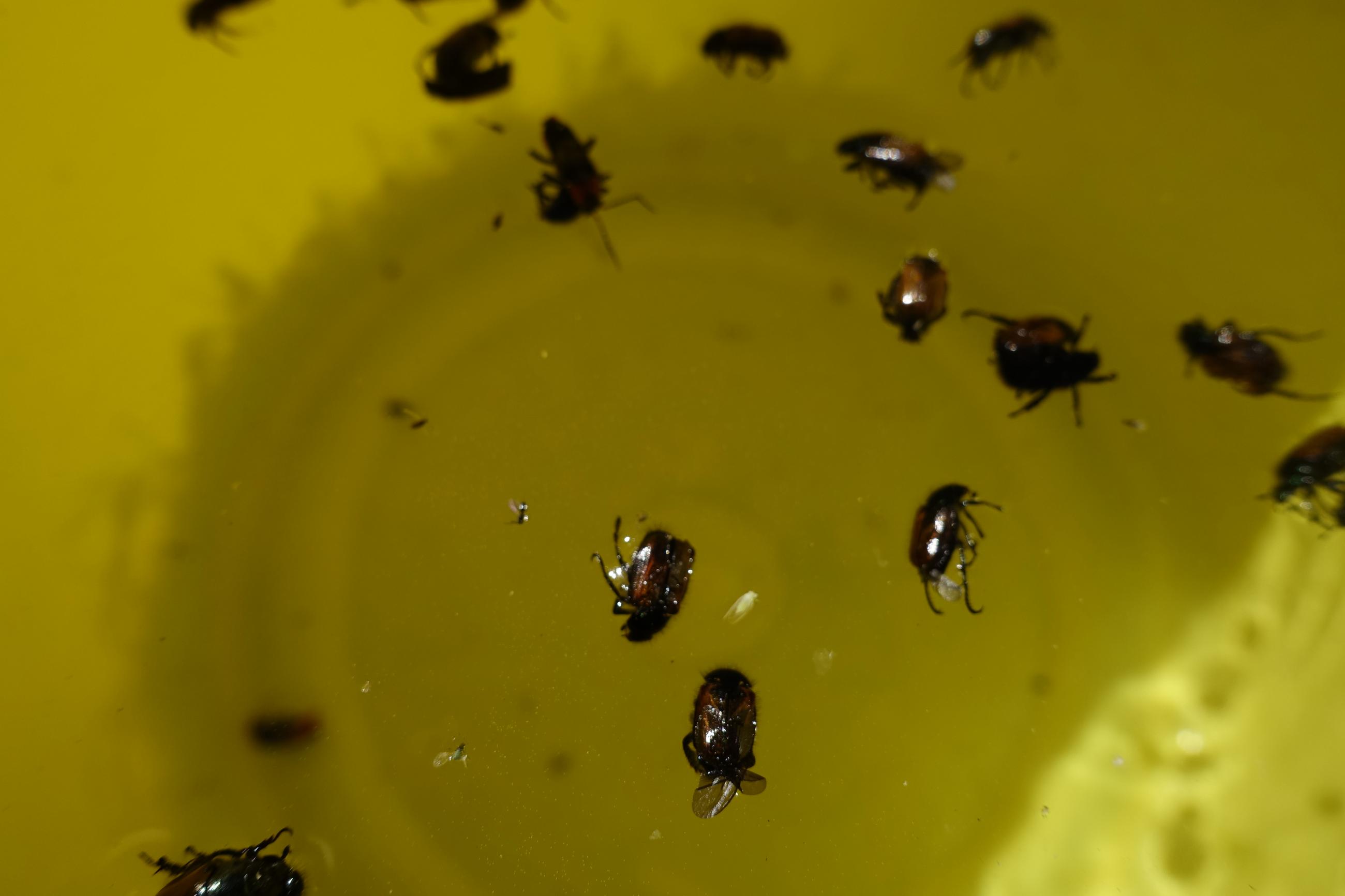 Gyllenforsbaggar i gul hink med vatten