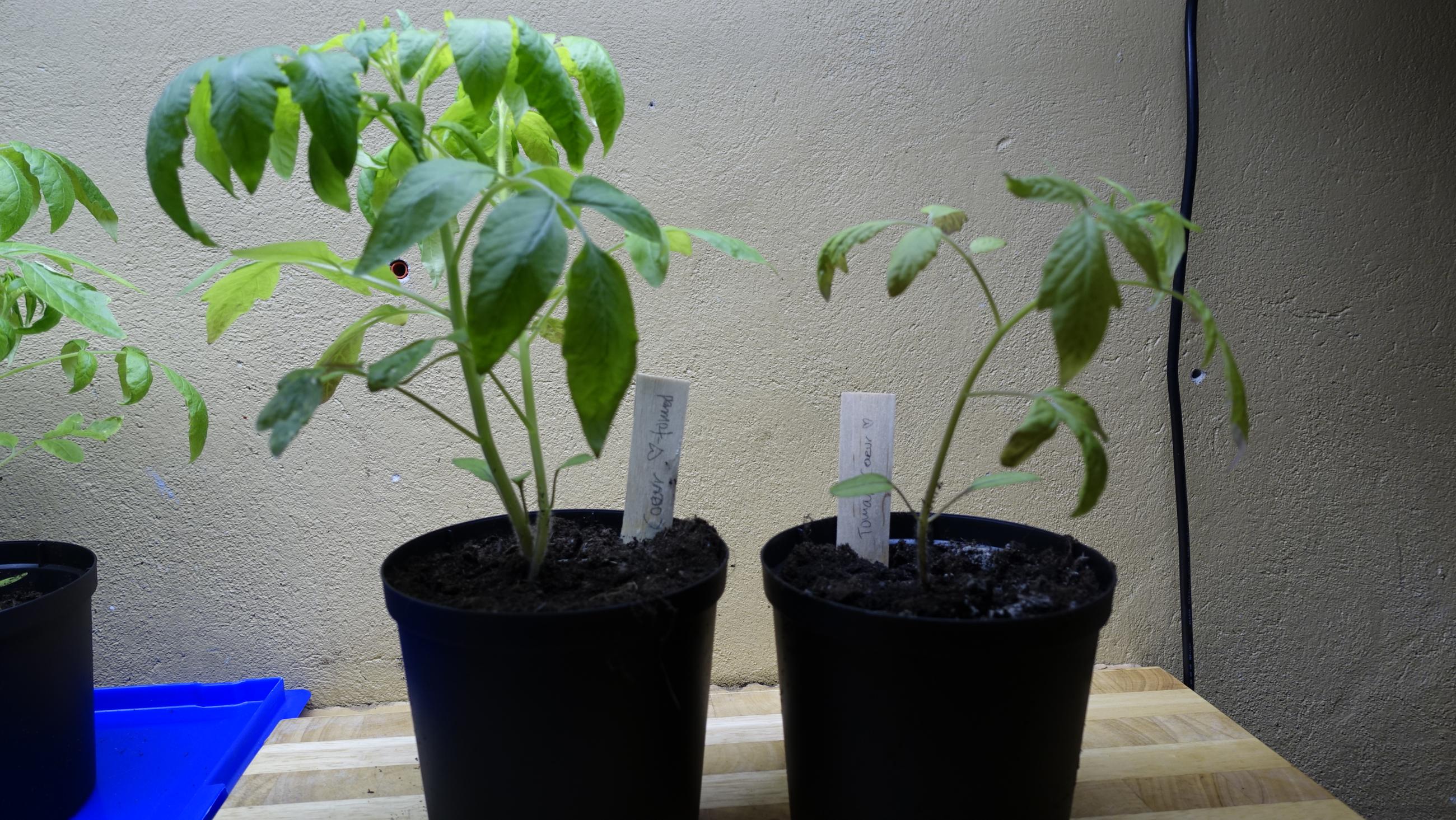 Tomatplantor under växtlampa