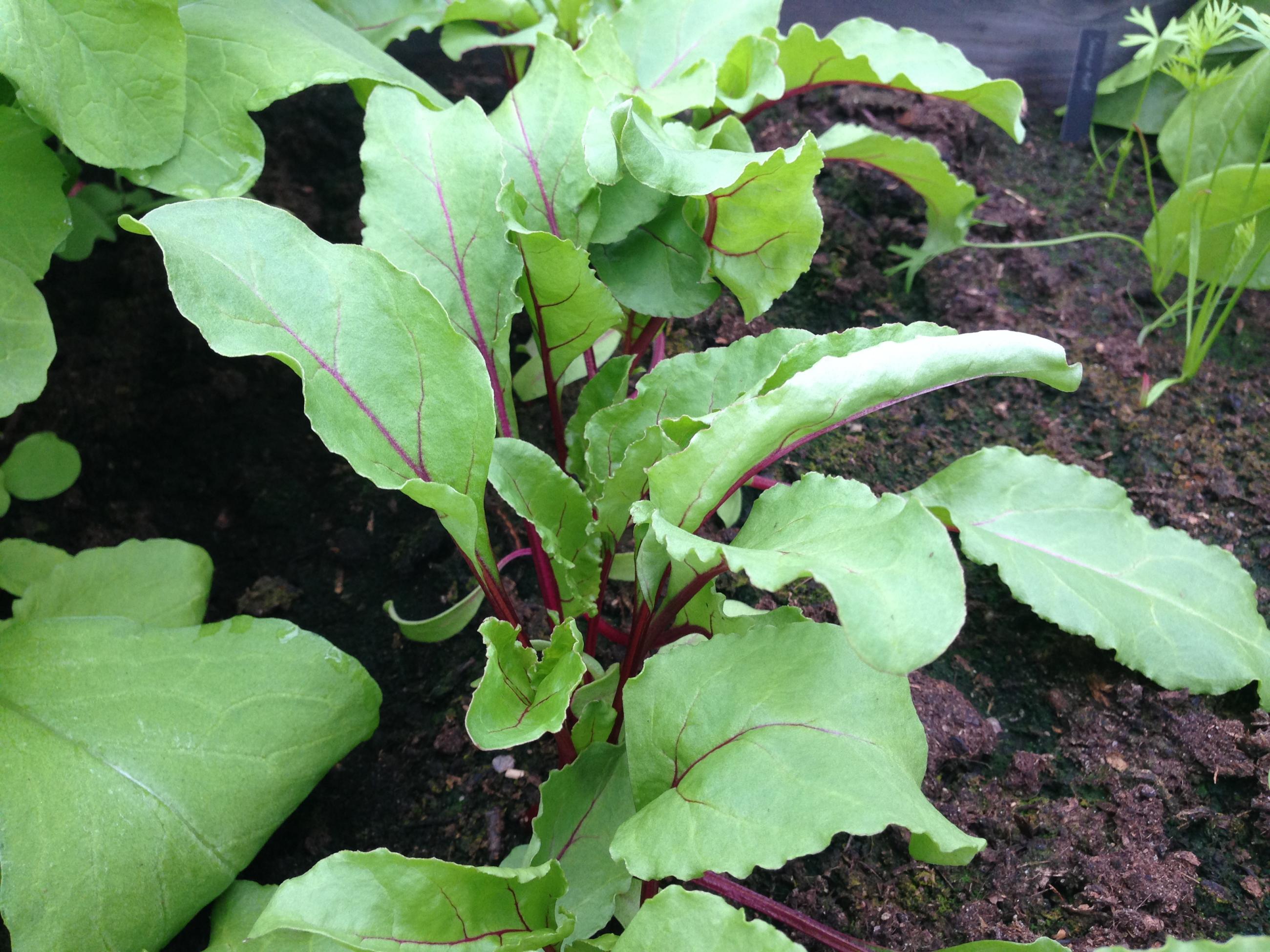 Rödbetsblad i grönsaksplanteringen