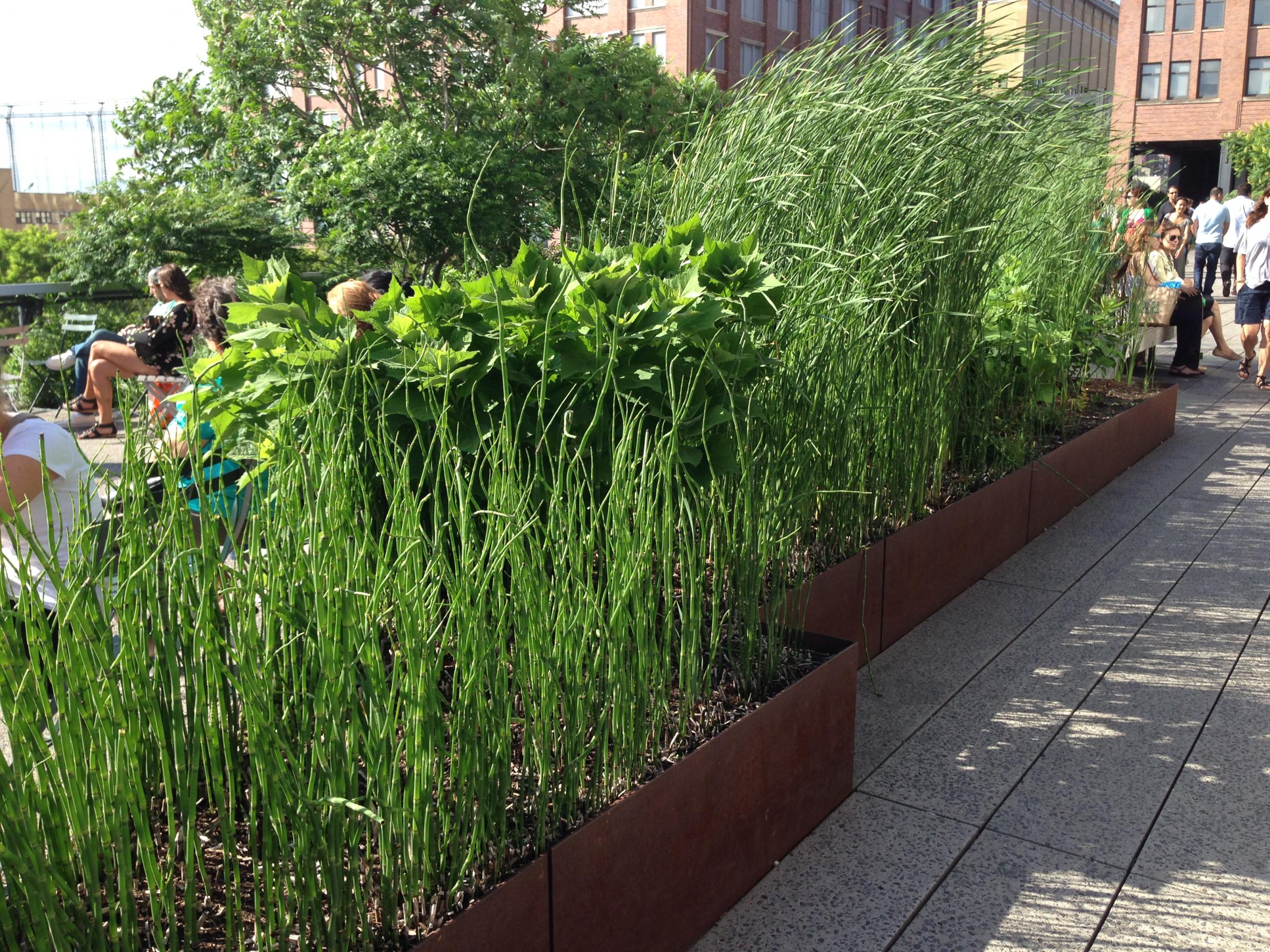 Dekorationsgräs på The High Line