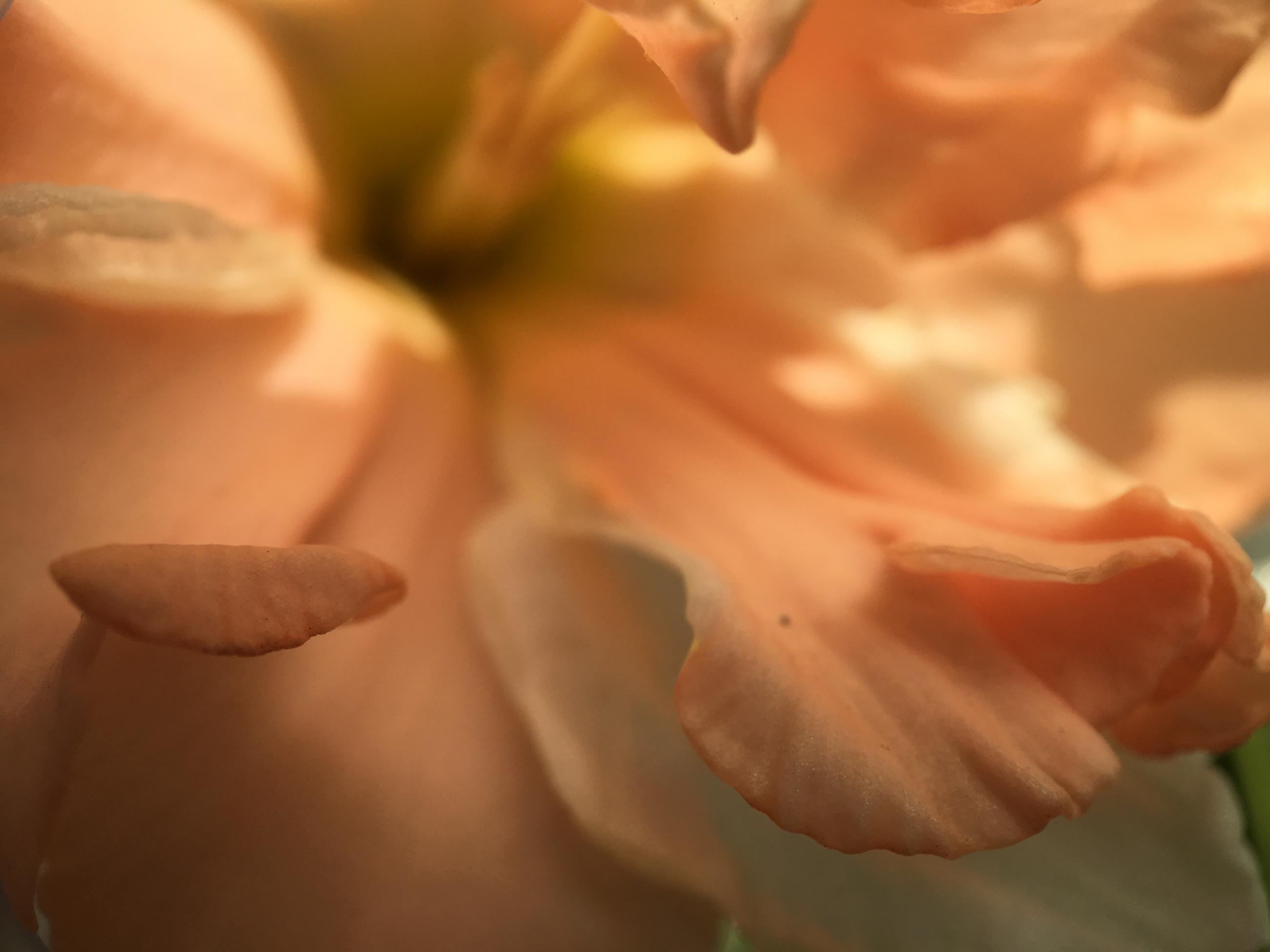 Blomblad narciss
