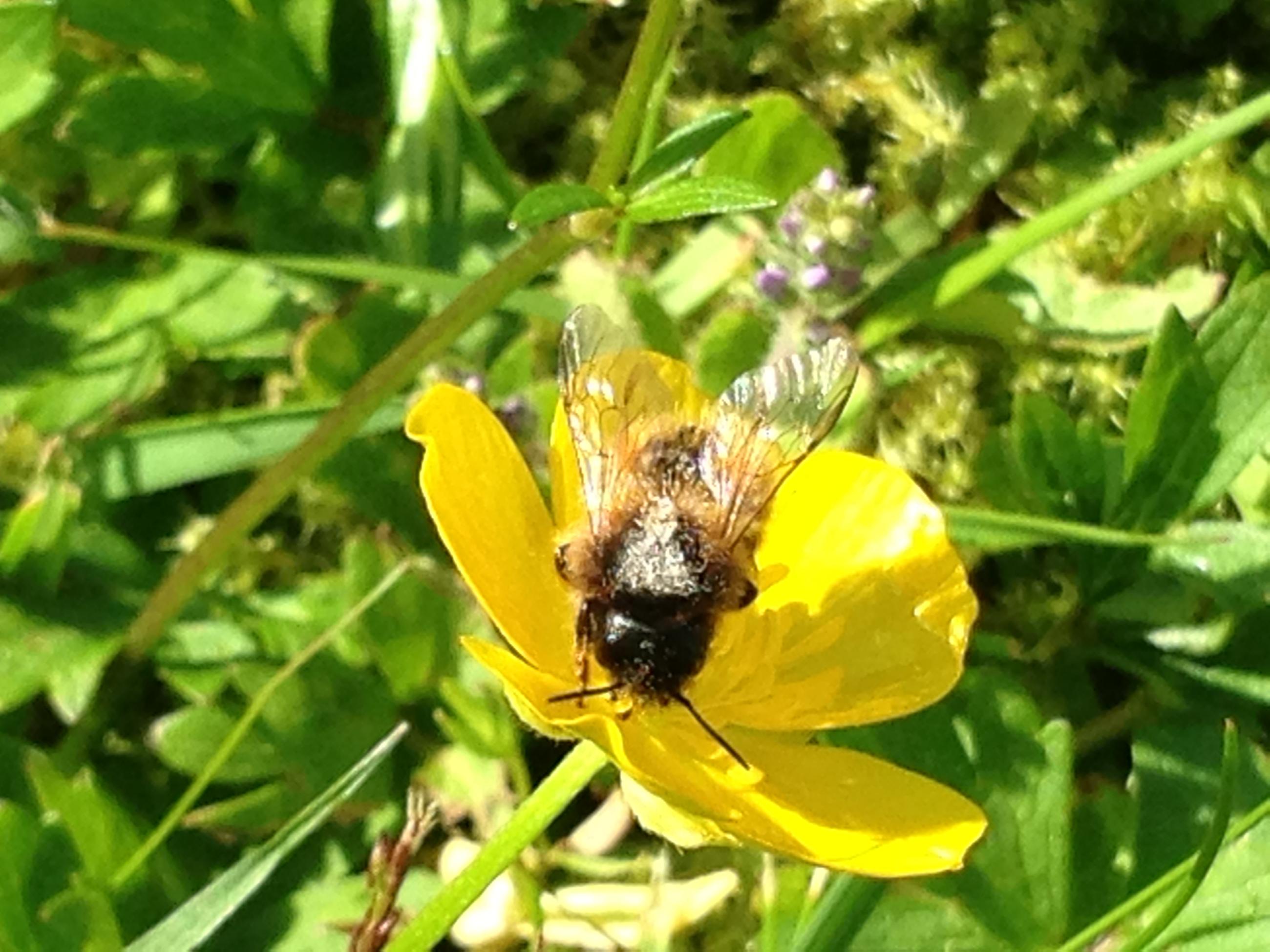 Bi hämtar nektar