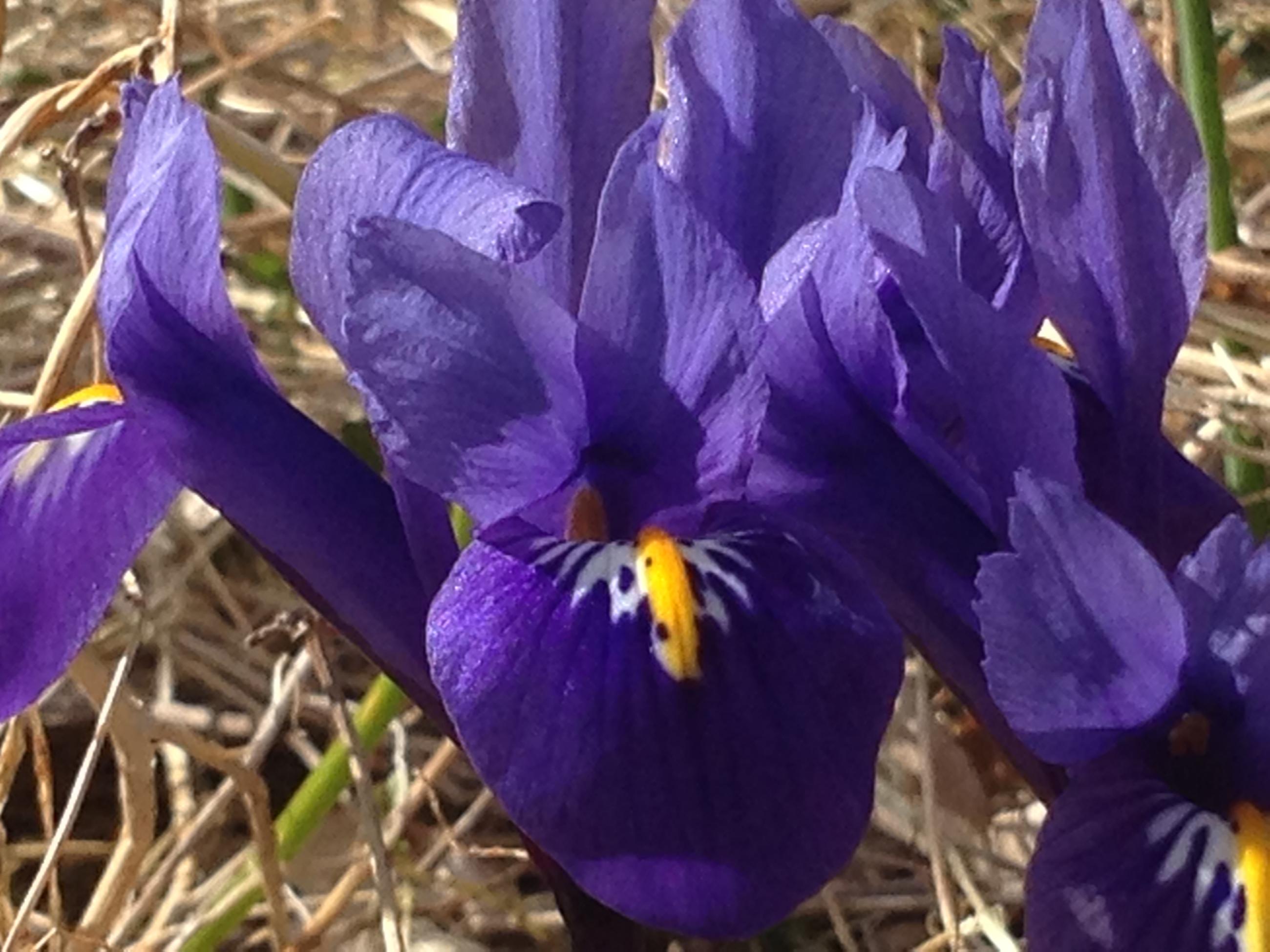 Iris på våren